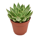 النباتات المنزلية